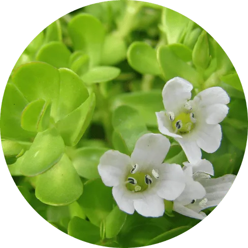 Bacopa Monnieri for Memory Support